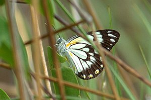 027 White, Caper, 2007-12242484b Pine Creek, NT